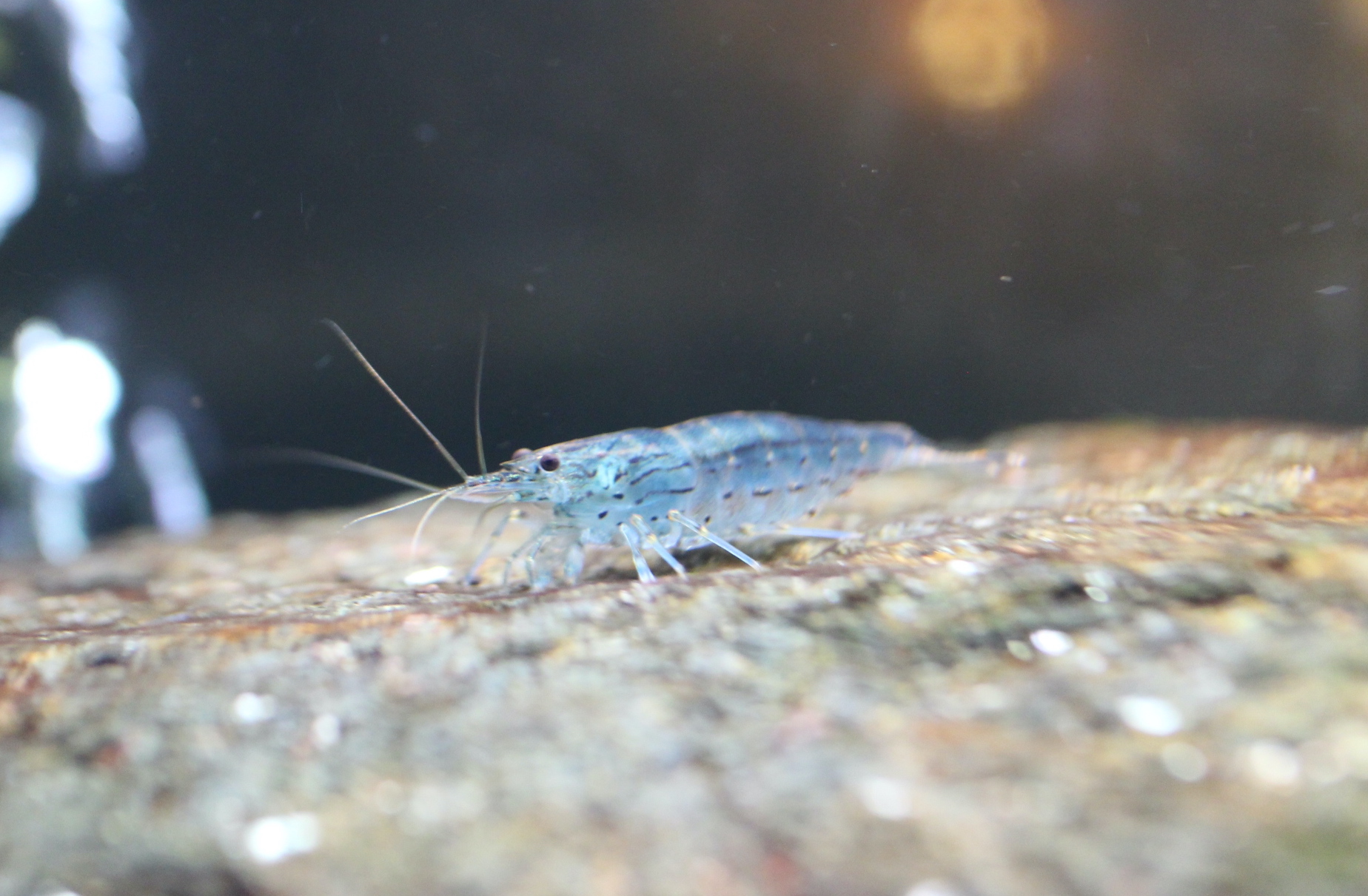 shrimp-pic